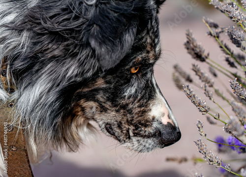 Wallpaper Mural Curious Border Collie dog smelling flowers Torontodigital.ca