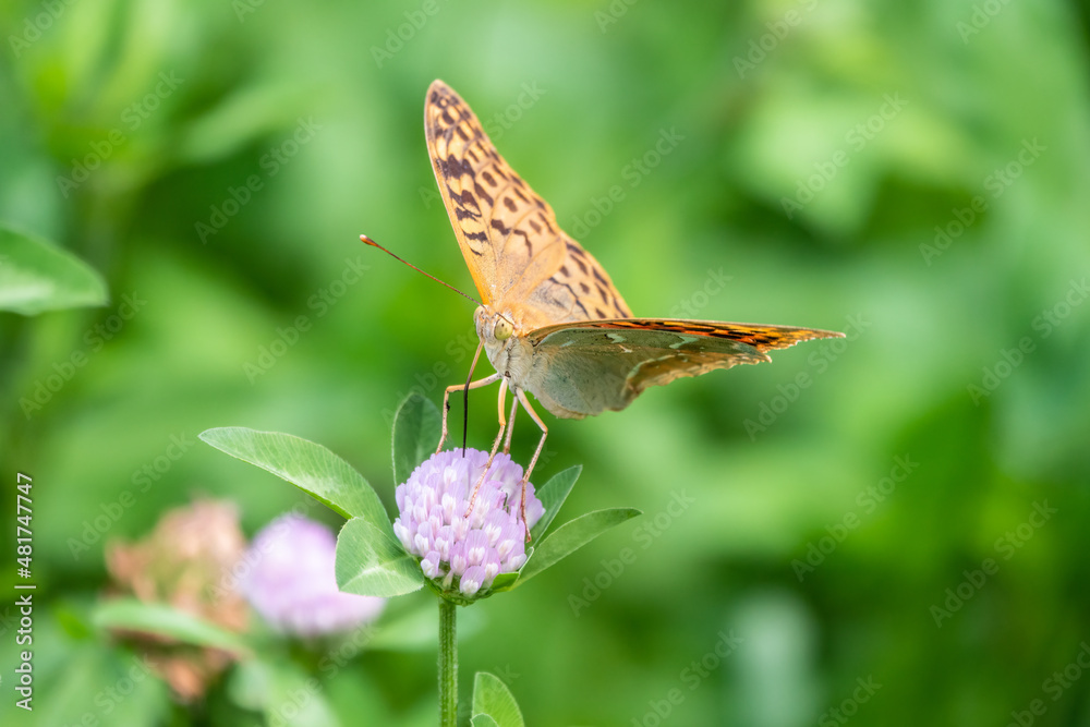 The dark green fritillary butterfly collects nectar on flower. Speyeria aglaja is a species of butterfly in the family Nymphalidae. The dark green fritillary butterfly collects nectar on flower. Speyeria aglaja is a species of butterfly in the family Nymphalidae.