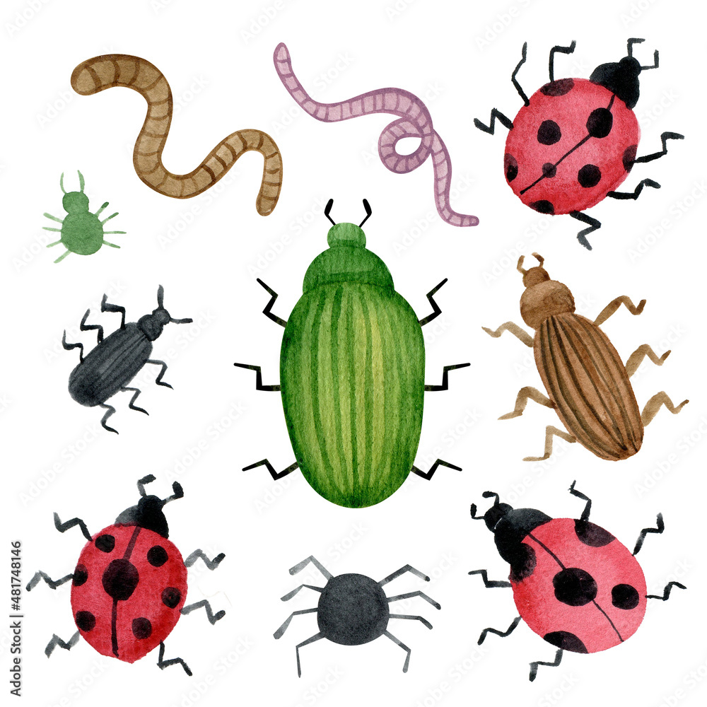 Watercolor hand drawn insects clipart set. Ladybug, worm, beetles ...