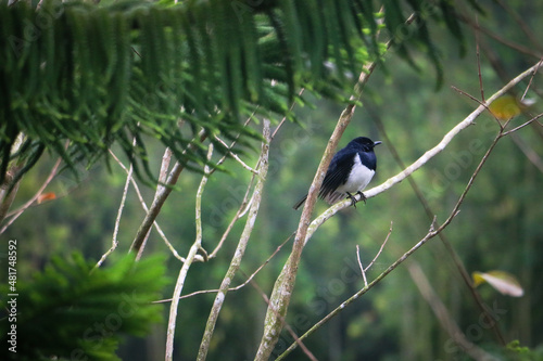 natural panoramic photo with little bird and Chicks sitting on a branch in the summer garden