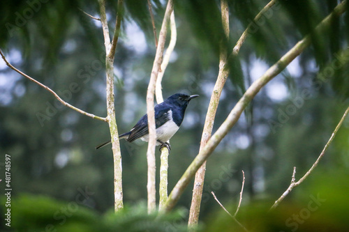natural panoramic photo with little bird and Chicks sitting on a branch in the summer garden
