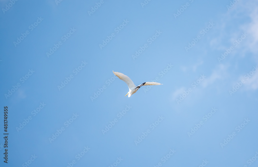 The flight of the little egret or Small White Heron. The flight of the little egret or Small White Heron.