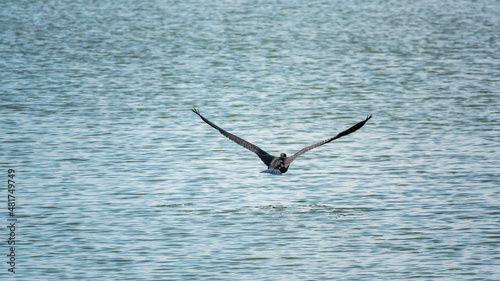 Black Cormorant flying over the sea. The great cormorant  Phalacrocorax carbo