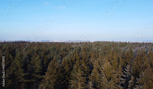 Top view of a winter forest landscape with pines and firs