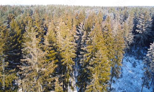 Top view of a winter forest landscape with pines and firs © Payllik