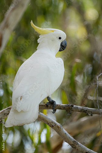 The sulphur-crested cockatoo (Cacatua galerita) is a relatively large white cockatoo found in wooded habitats in Australia, New Guinea, and some of the islands of Indonesia. 