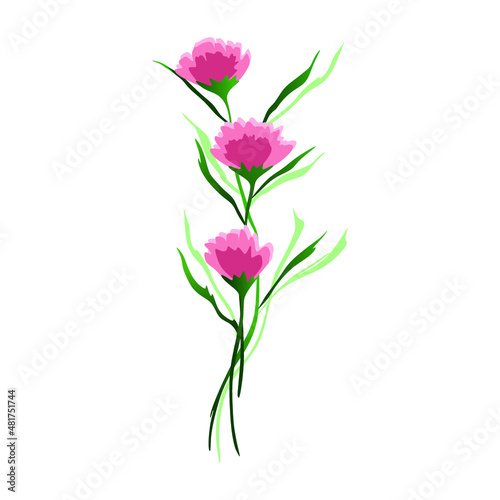 pink flowers isolated on white