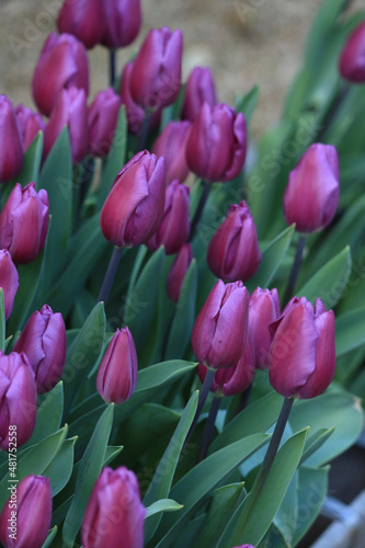 field of tulips
