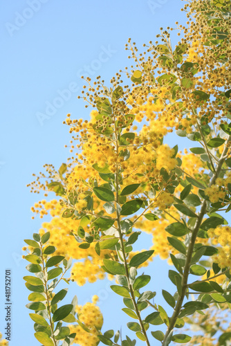 yellow flowers on blue background