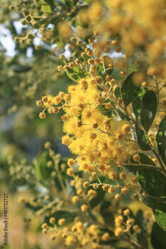 mimosa flowers have bloomed in the garden