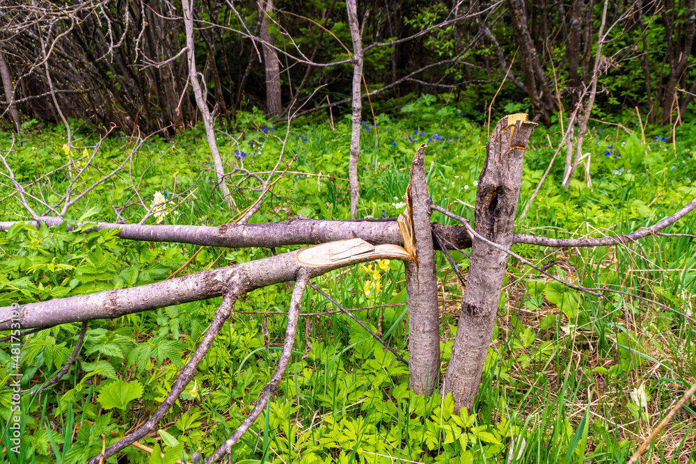 Fototapeta premium young trees were cut down by bad people - they ruined young aspens and left them to rot and develop microorganisms