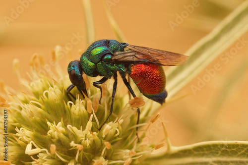 Closeup on a brilliant metallic colored Emerald Cuckoo Wasp  Stilbum cyanurum  sipping nectar from a green Eryngo flower