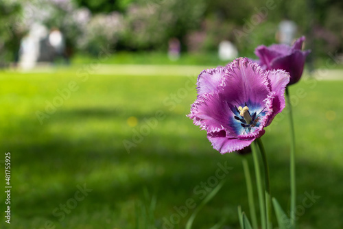 Close up of violet tulip flowers under the sun at springtime. Postcard concept.