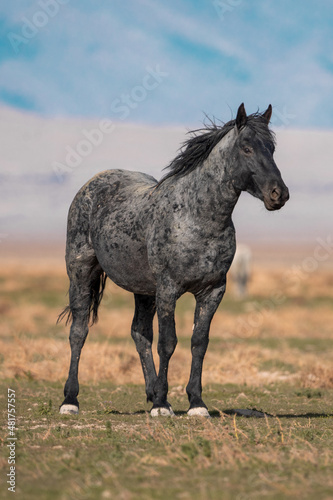 Onaqui Blue Raon Stallion © Meaghanne Scheering
