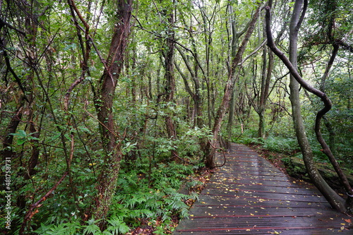 a wonderful rainy forest with boardwalk