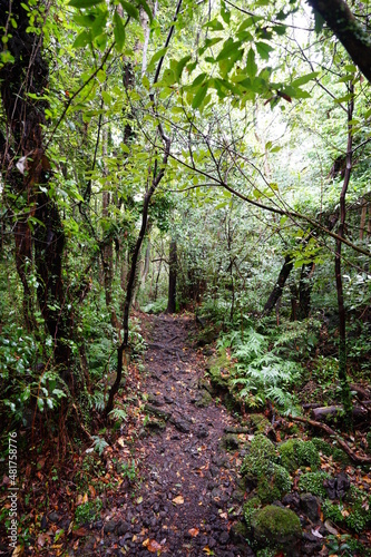 a rainy forest and pathway in autumn