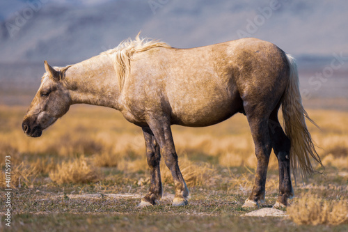 Onaqui Palomino Stallion