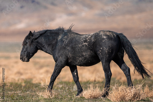 Onaqui Wild Horses