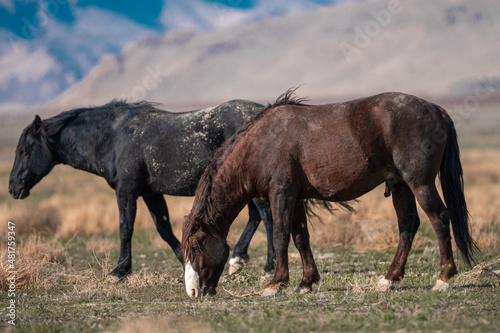 Onaqui Wild Horses © Meaghanne Scheering