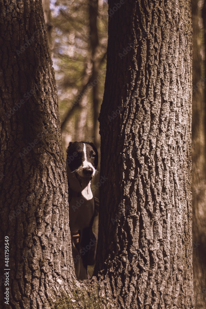 Happy dog face among tree trunks. Smiling brossbred animal peeking. Bright sunlight, autumnal mood. Selective focus on the details, blurred background. Happy dog face among tree trunks. Smiling brossbred animal peeking. Bright sunlight, autumnal mood. Selective focus on the details, blurred background.