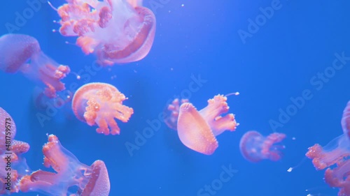 Jellyfish. Mysterious like a fairy translucent Jellyfish.