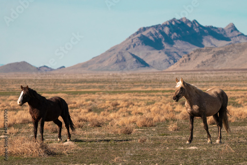 Onaqui Wild Horses photo