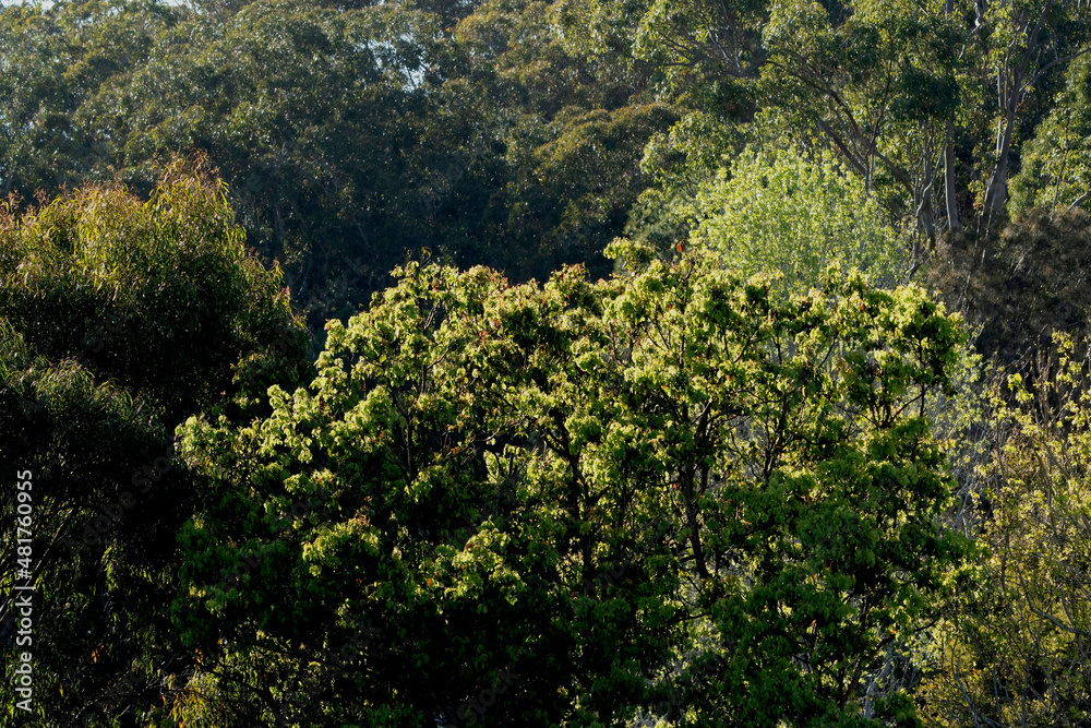 Bush background green trees and shrubs. Australian.
