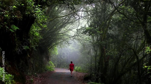 A green forest with dense trees through which sunlight shines on a path that an admiring woman in a red dress walks relaxed - national  park Garajonay, Canary, Spain photo