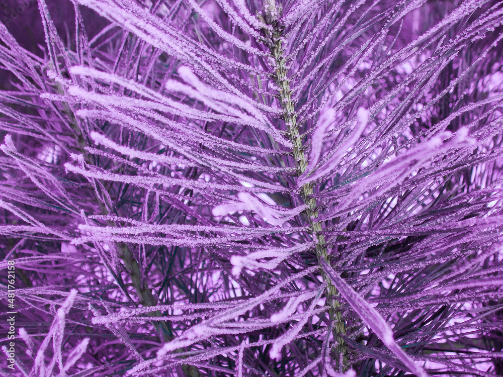 Purple branches of the frozen spruce Purple branches of the frozen spruce
