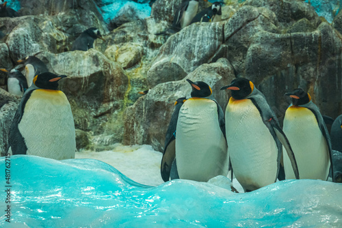 A flock of penguins on the rocks in Loro Parque, Tenerife photo