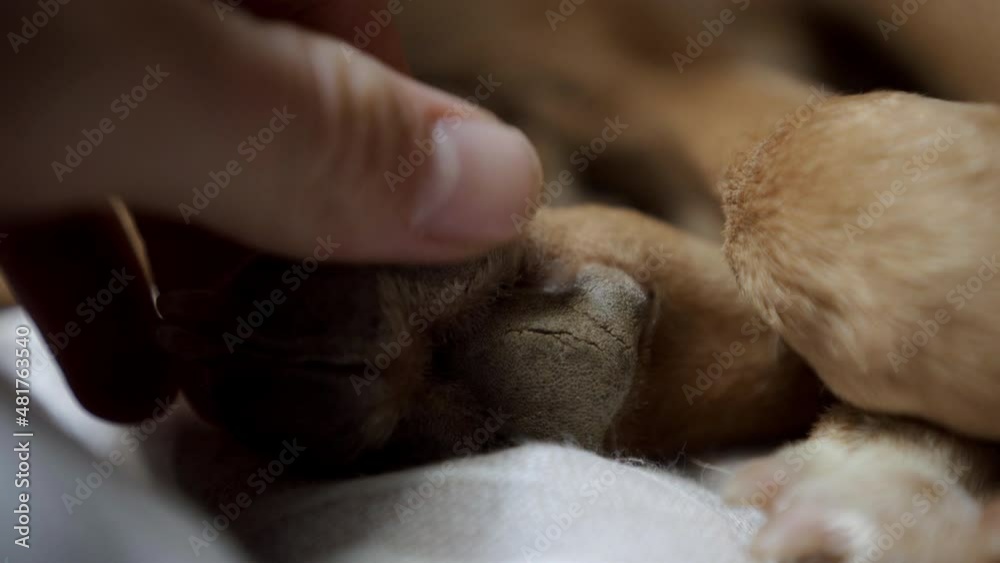 Static shot of male hand petting puppys paw. Macro close up Static shot of male hand petting puppys paw. Macro close up