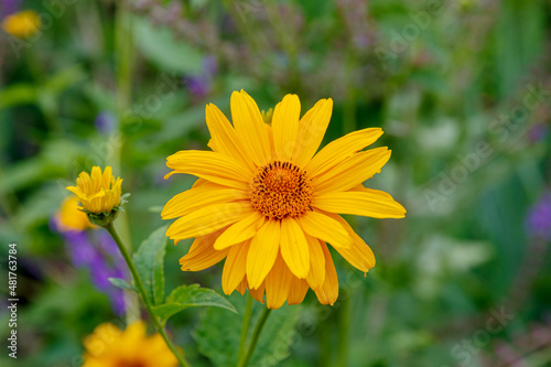 Blooming heliopsis in a garden