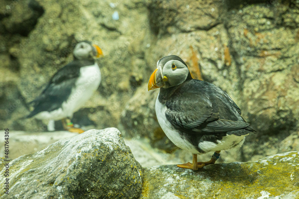 Fototapeta premium Small Atlantic puffins on the rocks in Loro Parque, Tenerife