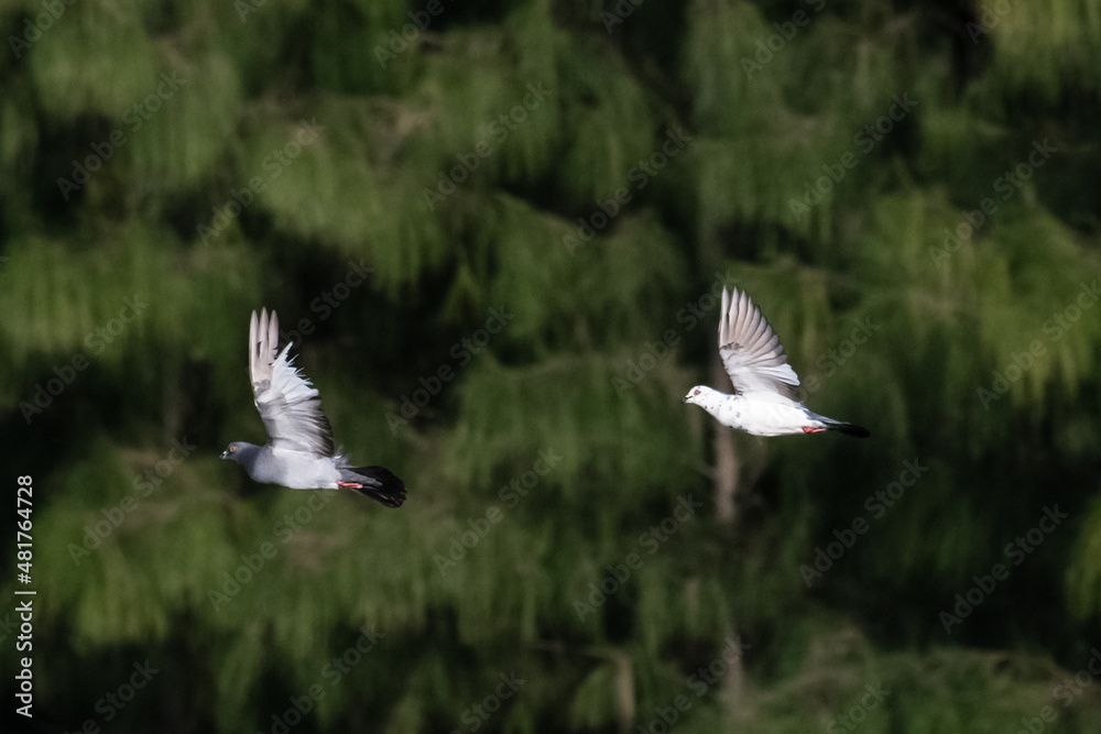 Two pigeons flying on pine tree background.Action shot of bird fly on green leaves background. Two pigeons flying on pine tree background.Action shot of bird fly on green leaves background.