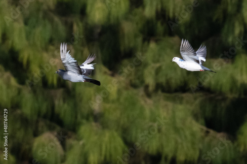 Two pigeons flying on pine tree background.Action shot of bird fly on green leaves background.