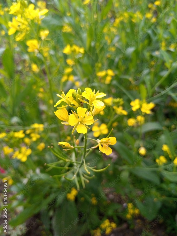 bright yellow mustard flowers close up view bright yellow mustard flowers close up view