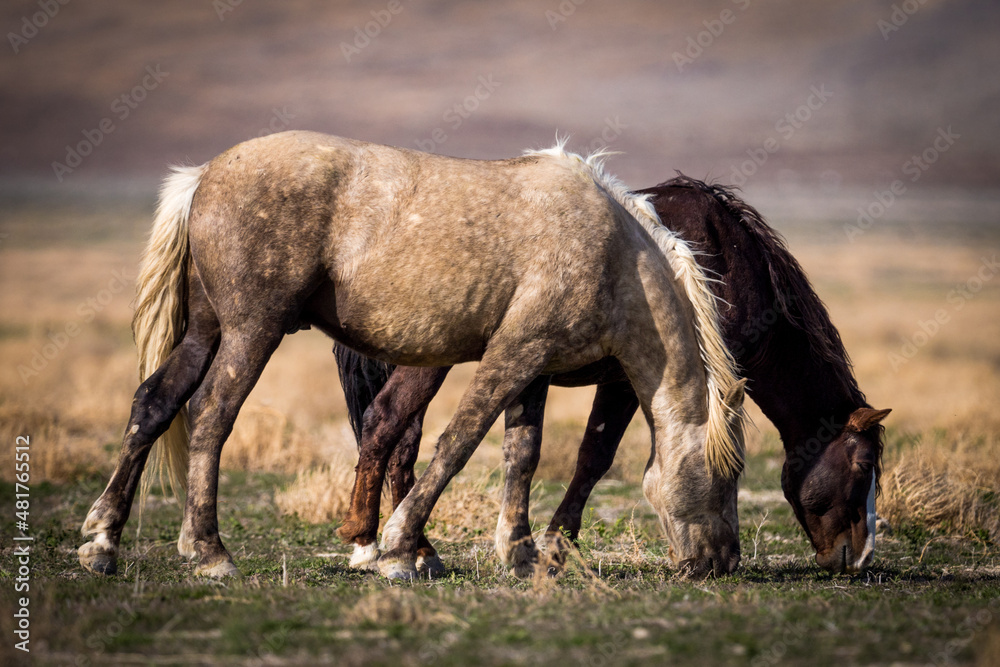 Onaqui Wild Horses Onaqui Wild Horses