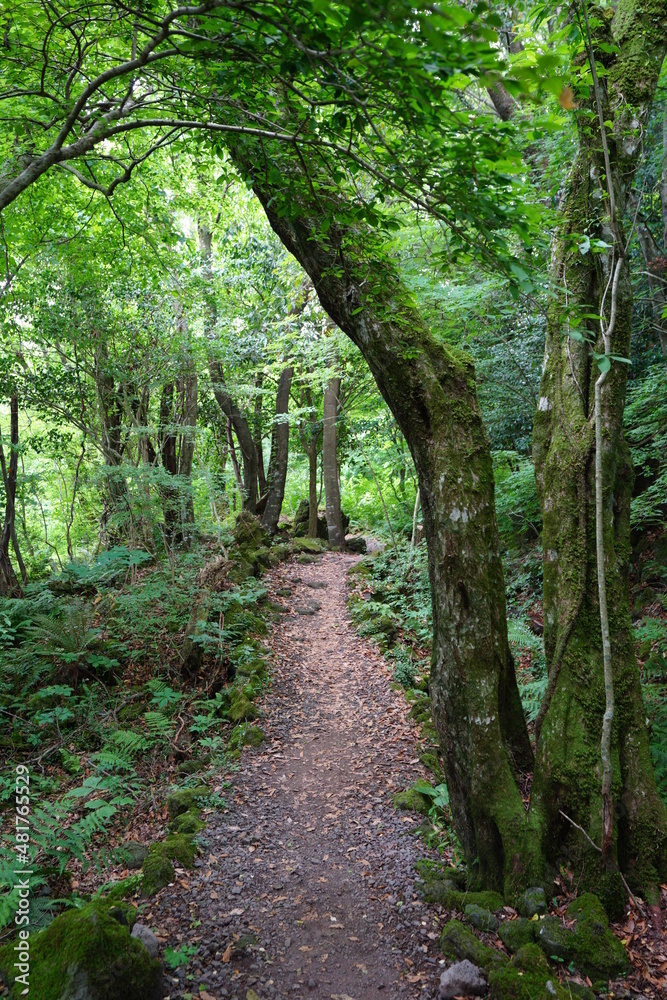 Fototapeta premium a refreshing spring forest with mossy trees and path