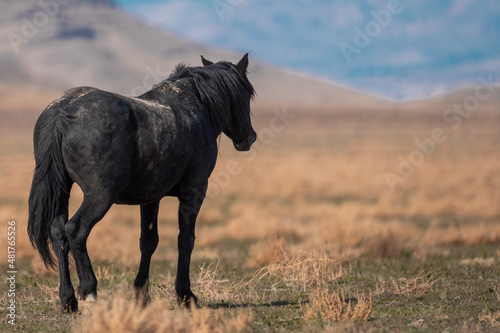 Onaqui Black Stallion © Meaghanne Scheering