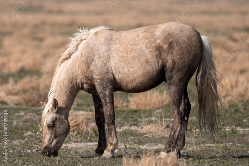 Onaqui Palomino Stallion © Meaghanne Scheering