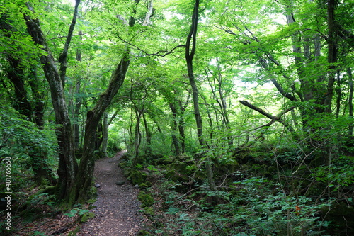 a refreshing spring forest with mossy trees and path