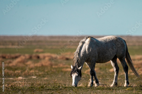 Onaqui Grey Stallion