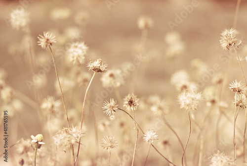 A field of grass flowers light up by a sunset golden evening light. An inspirational nature image for aesthetic of autumn and fall design. Autumn nature in pastel earth tone blurred background.