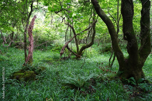 Fototapeta fern and old trees in primeval forest