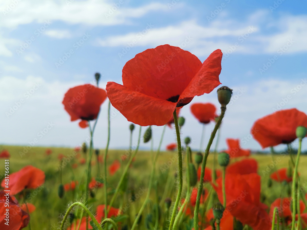 Naklejka premium Poppy in the grain in the sunshine