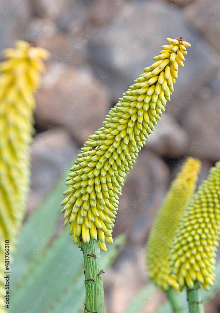 Cactus with prickly thorns as found in nature Cactus with prickly thorns as found in nature