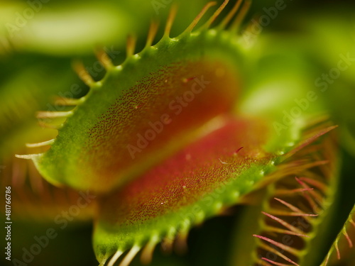 macro view mouth of a Venus fly trap - looking into the mouth