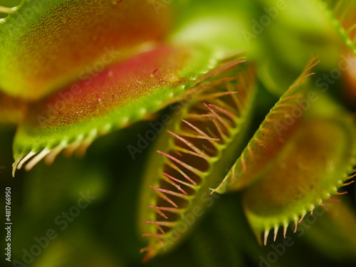 macro close up of Venus fly trap with small DOF