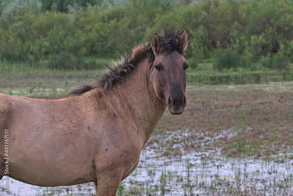 Fototapeta premium Foal on a desert island. Natural habitat. This is a photograph of wild mammals in the wild. Location: Danube Delta. Odessa region, Ukraine.