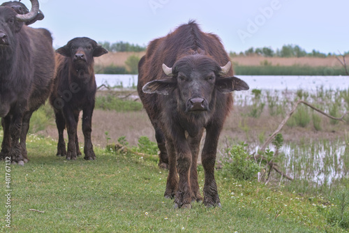 Water buffalo, a herd of buffaloes, on a desert island. Hard-to-reach swamp. Wild animals approach the visitor menacingly. The concept of ecological, active and photo tourism. Danube Delta, Ukraine.